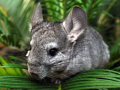 Chinchilla Tierarzt Hamburg