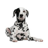 Tierarzt Praxis Hund Dalmatiner