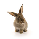 Tierarzt Praxis Kaninchen